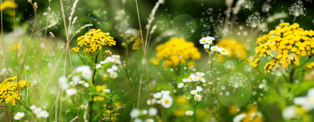 🌼 Frühling = Allergiezeit 🤧